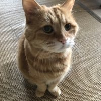 キャラ