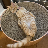 ムギ