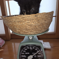 保護猫 黒