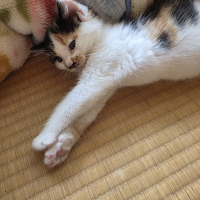 保護猫 三毛
