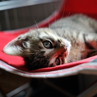 アユ（居候猫）