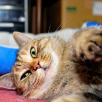 チーコ先輩（センパイ）