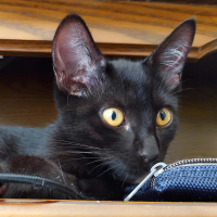 カンナ・カムイ（雷帝）