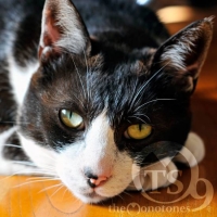 ウタリ・ヌプリ（山の仲間）