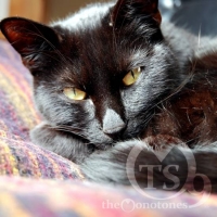 キムン・カムイ（山の神様、熊）