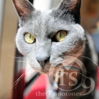 ピリカ・モシリ（美しい大地）