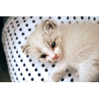 ハクバ・ヌプリ（白馬岳）