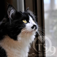 レプン・カムイ（沖の神様＝鯨・鯱）