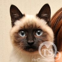 チュプ・ノンノ（太陽と月の花）