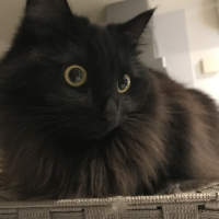 ルナ