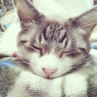 みゅう