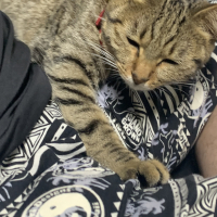 ひなこ