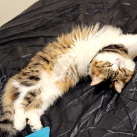 ナナ