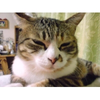 ワカ