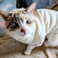 ネネ