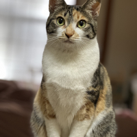ブリ