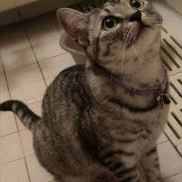 よき