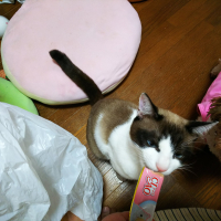 デミオ