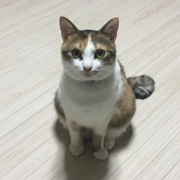 メイ