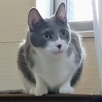 陸