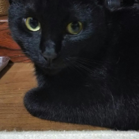 ノア