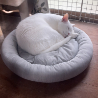 ラテ