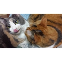 こま、ひな、なつな、ぽー、ぎん、のーちぇ、すー、さら、みんと、はく、しー、ちゃしろ、そうた、くるる、さりや、ぴのこ