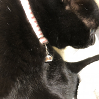 ミーゴ