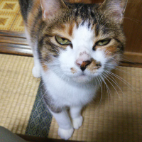 ハナ