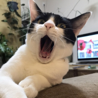 マグ