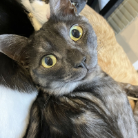 チル