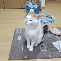 ミケ