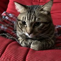 ミント