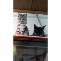 キャンディ＆ロール