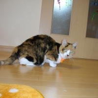ガブリエル　れん　ネコ