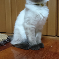 モカ