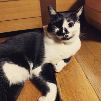 しじみ
