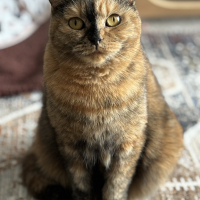 Mico