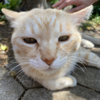 ニャイ