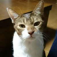 優