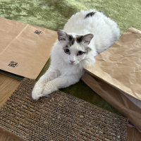 シロ