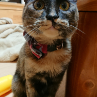 キャベツ