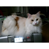 虎