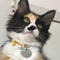 コロネ