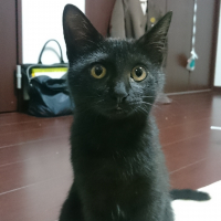 くろまめ