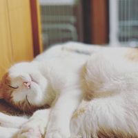 海晴（かいせい）