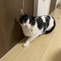 八重姫