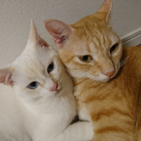 金&ましろ
