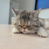 ポポ