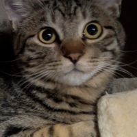 だんご